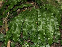 Asplenium scolopendrium 9, Tongvaren, Saxifraga-Rutger Barendse