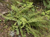 Asplenium viride 10, Groensteel, Saxifraga-Willem van Kruijsbergen