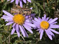 Aster alpinus ssp cebennensis 36, Saxifraga-Harry Jans