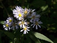 Aster novi-belgii 2, Nieuw-Nederlandse aster, Saxifraga-Jan van der Straaten