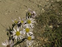 Aster novi-belgii 3, Nieuw-Nederlandse aster, Saxifraga-Jan van der Straaten