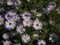 Aster novi-belgii 4, Nieuw-Nederlandse aster, Saxifraga-Jan van der Straaten