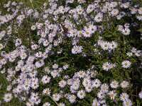 Aster novi-belgii 5, Nieuw-Nederlandse aster, Saxifraga-Jan van der Straaten