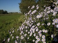 Aster novi-belgii 6, Nieuw-Nederlandse aster, Saxifraga-Jan van der Straaten