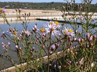 Aster pannonicum 3, Zulte, Saxifraga-Iztok Skornik