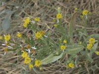 Aster pannonicum 44, Zulte, Saxifraga-Willem van Kruijsbergen