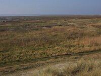 Aster pannonicum 56, Zulte, Saxifraga-Hans Boll