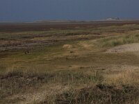 Aster pannonicum 57, Zulte, Saxifraga-Hans Boll