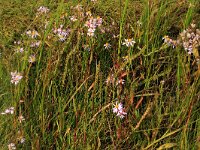 Aster pannonicum 59, Zulte, Saxifraga-Hans Boll