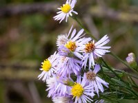 Aster pannonicum 60, Zulte, Saxifraga-Bart Vastenhouw
