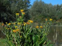 Aster pannonicum forma discoideus 41, Zulte forma discoideus, Saxifraga-Ed Stikvoort
