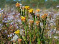 Aster pannonicum forma discoideus 42, Zulte forma discoideus, Saxifraga-Ed Stikvoort