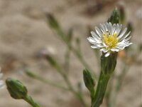 Aster squamatus 2, Saxifraga-Peter Meininger