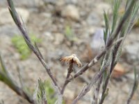 Aster squamatus 3, Saxifraga-Rutger Barendse