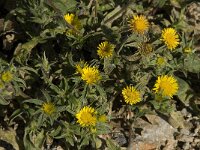 Asteriscus aquaticus 10, Saxifraga-Willem van Kruijsbergen