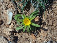 Asteriscus aquaticus 11, Saxifraga-Jeroen Willemsen