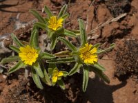 Asteriscus aquaticus 13, Saxifraga-Willem van Kruijsbergen