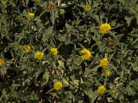 Asteriscus aquaticus 4, Saxifraga-Willem van Kruijsbergen