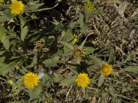 Asteriscus aquaticus 5, Saxifraga-Willem van Kruijsbergen