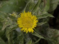 Asteriscus aquaticus 6, Saxifraga-Willem van Kruijsbergen