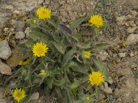 Asteriscus aquaticus 7, Saxifraga-Willem van Kruijsbergen