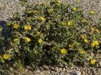 Asteriscus aquaticus 8, Saxifraga-Willem van Kruijsbergen