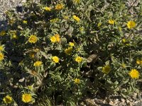 Asteriscus aquaticus 9, Saxifraga-Willem van Kruijsbergen