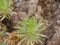 Asteriscus graveolens ssp stenophyllus 1, Saxifraga-Rutger Barendse