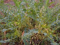 Astragalus aegobromus 5, Saxifraga-Ed Stikvoort