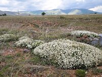 Astragalus angustifolius 6, Saxifraga-Harry Jans
