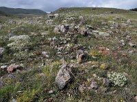 Astragalus angustifolius 9, Saxifraga-Harry Jans