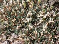 Astragalus balearicus 1, Saxifraga-Piet Zomerdijk