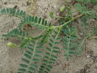 Astragalus boeticus 1, Saxifraga-Rutger Barendse