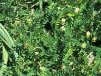 Astragalus boeticus 2, Saxifraga-Piet Zomerdijk