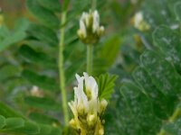 Astragalus boeticus 8, Saxifraga-Ed Stikvoort