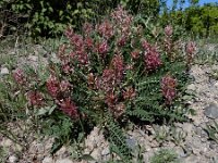 Astragalus brachycarpus 6, Saxifraga-Ed Stikvoort : Gyumri - noordwest Armenië - Zvartnots A900