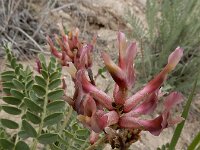Astragalus brachycarpus 8, Saxifraga-Ed Stikvoort : Jerevan - Areni - Noravank A900