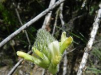 Astragalus campestris 1, Saxifraga-Rutger Barendse