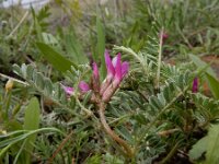 Astragalus cancellatus 6, Saxifraga-Ed Stikvoort : Jerevan - Garni s9900