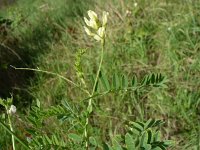 Astragalus cicer 1, Saxifraga-Jasenka Topic