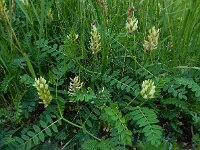 Astragalus cicer 13, Saxifraga-Ed Stikvoort