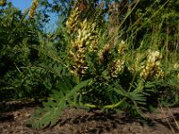 Astragalus cicer 15, Bergerwt, Saxifraga-Ed Stikvoort