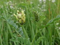 Astragalus cicer 2, Bergerwt, Saxifraga-Jan Willem Jongepier