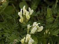 Astragalus cicer 3, Saxifraga-Willem van Kruijsbergen