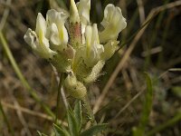 Astragalus cicer 4, Saxifraga-Willem van Kruijsbergen
