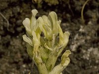 Astragalus cicer 5, Saxifraga-Willem van Kruijsbergen