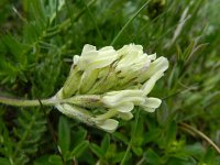 Astragalus cicer 6, Saxifraga-Rutger Barendse