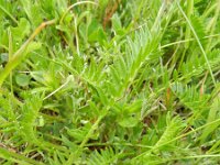 Astragalus cicer 7, Saxifraga-Rutger Barendse