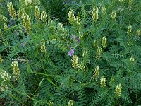 Astragalus cicer 8, Bergerwt, Saxifraga-Ed Stikvoort