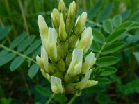 Astragalus cicer 9, Saxifraga-Ed Stikvoort